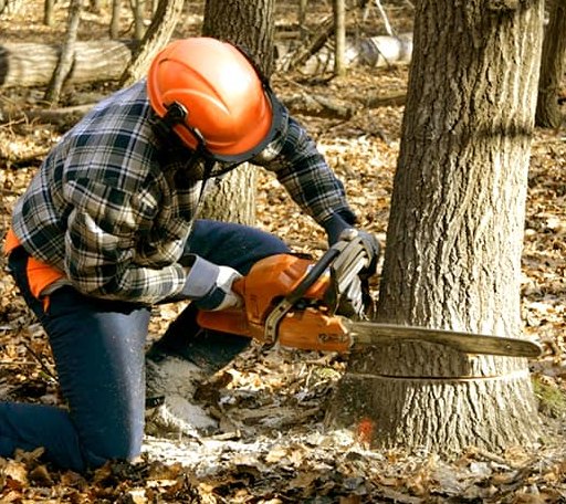 Tree Removal in Texline, TX